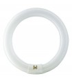 TUBO FLUOR.  22W-368 CIRCULAR --456